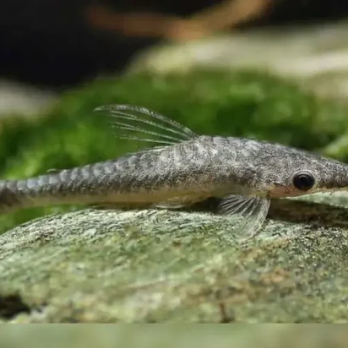Otocinclus gigante