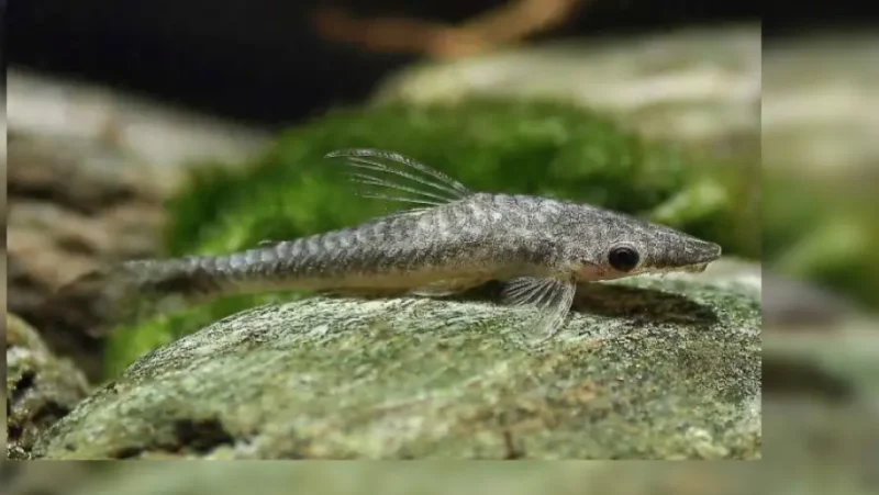 Otocinclus gigante