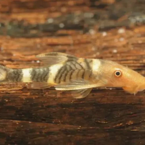 Otocinclus orange