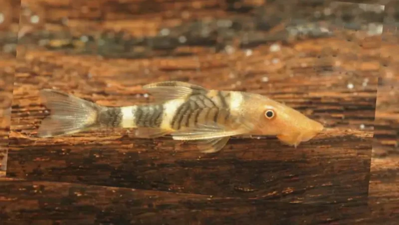 Otocinclus orange