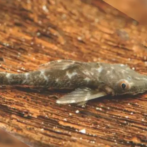 Otocinclus vampiro