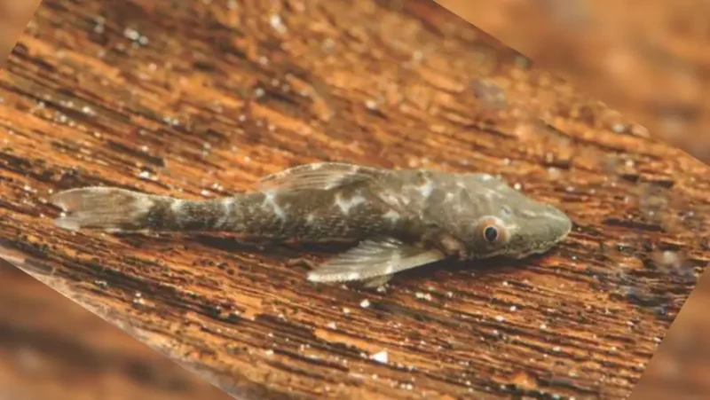 Otocinclus vampiro