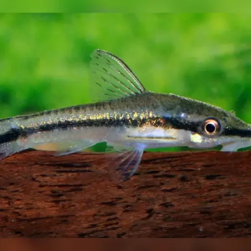 Otocinclus vestitus