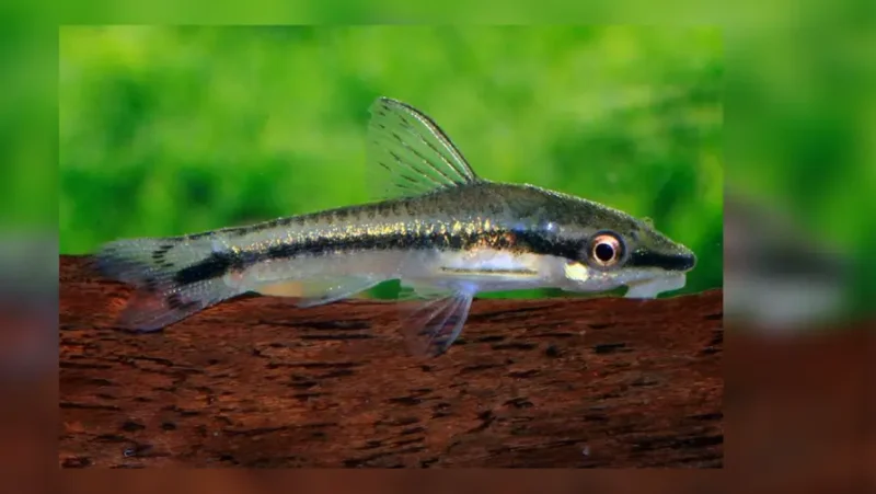 Otocinclus vestitus