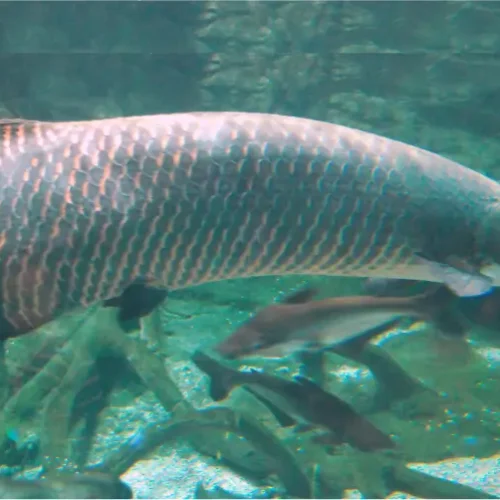 Arapaima