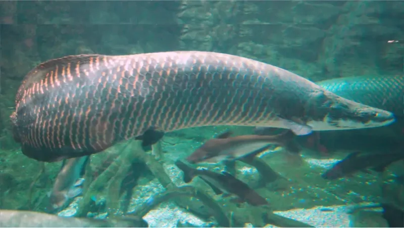 Arapaima