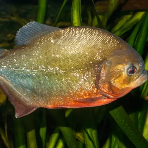 Piraña red