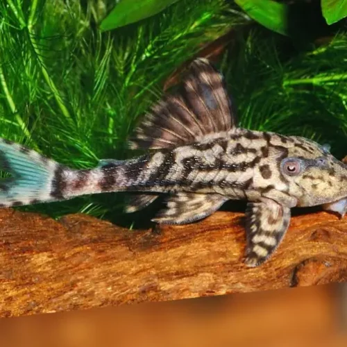 Panaque papa 1 090L