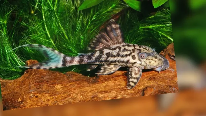 Panaque papa 1 090L