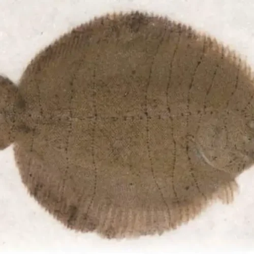 Panga raya