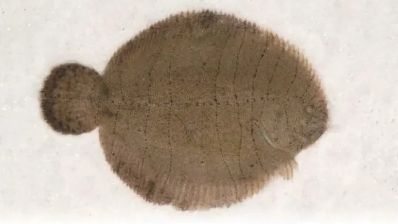 Panga raya