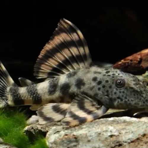 Peckoltia