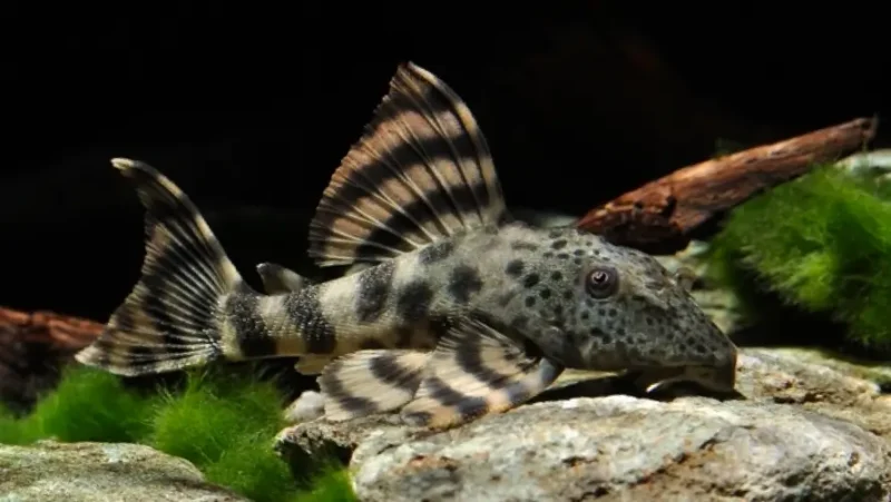 Peckoltia