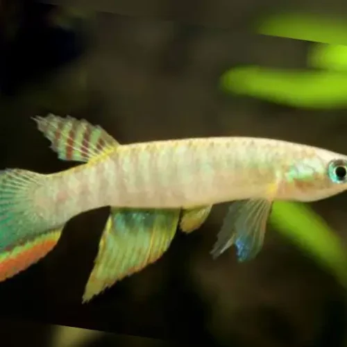 Peruvian Longfin
