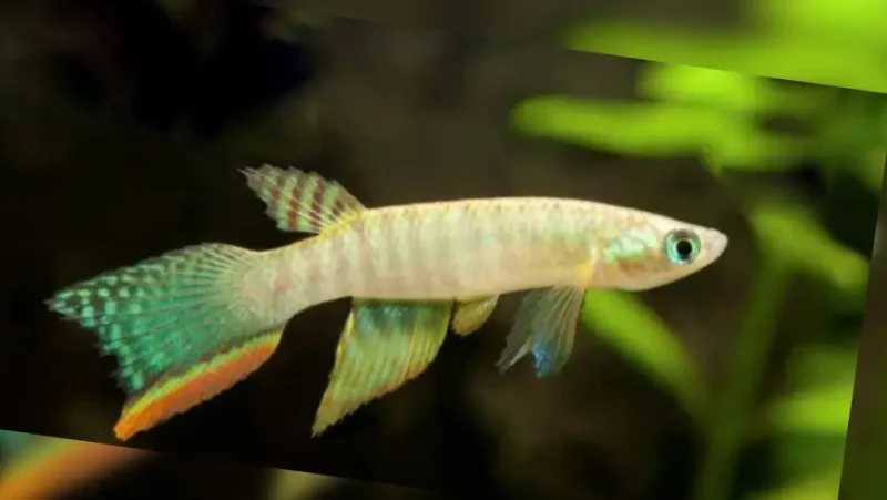 Peruvian Longfin