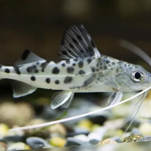 Pimelodela Angelicus
