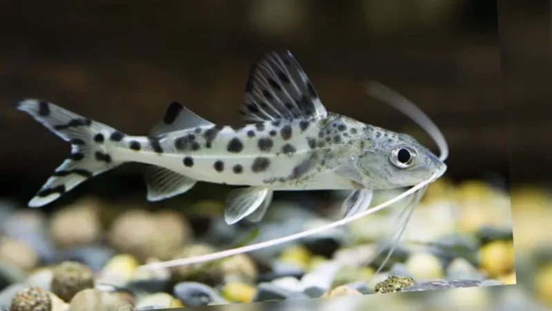 Pimelodela Angelicus