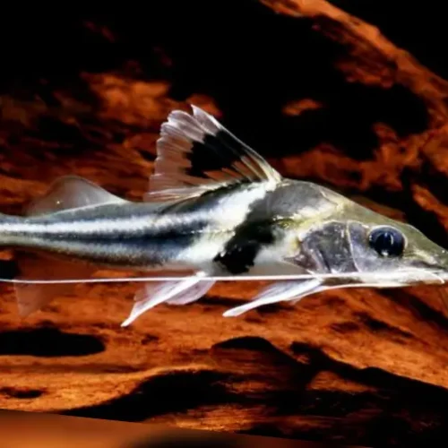 Pimelodella Ornatus