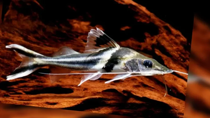 Pimelodella Ornatus