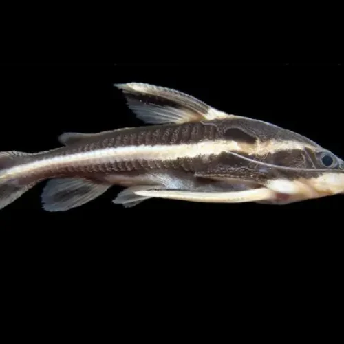 Humbug Catfish