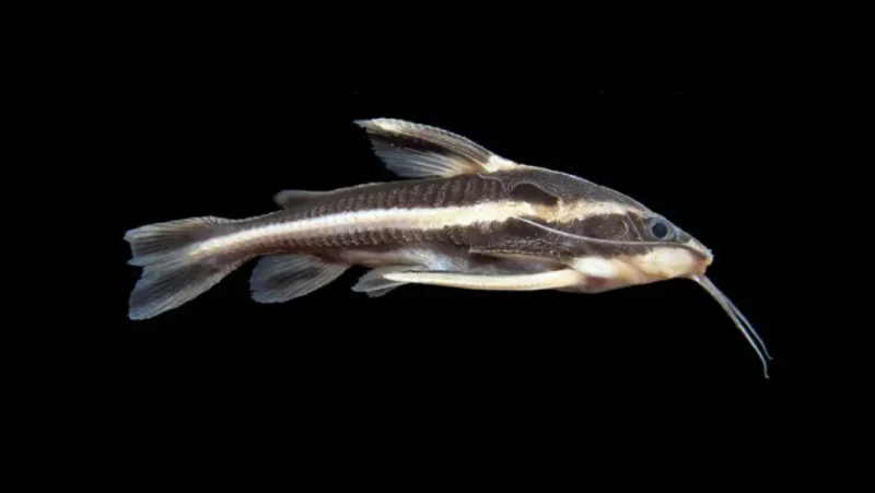 Humbug Catfish