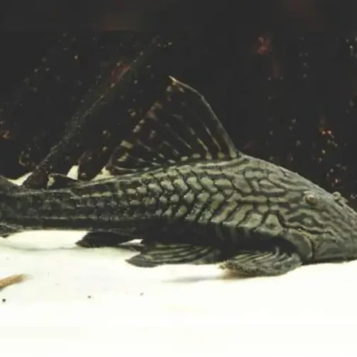 Pleco L90
