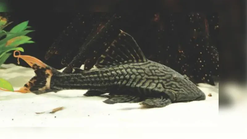 Pleco L90