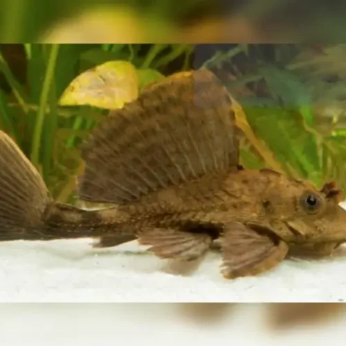 Pleco Aligator
