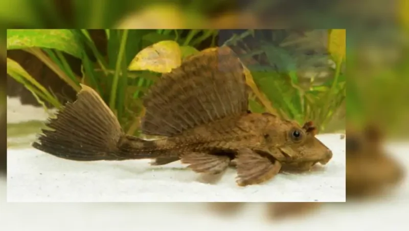Pleco Aligator