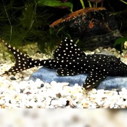 Pleco adonis