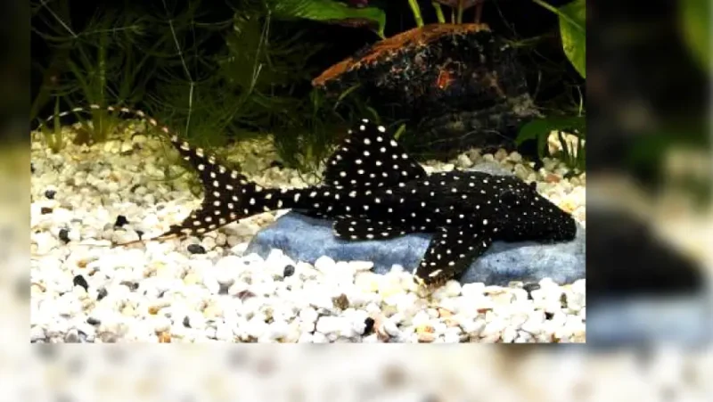 Pleco adonis