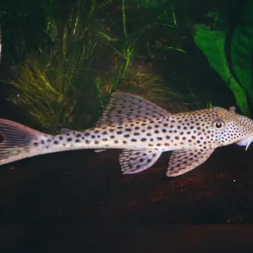 Pleco playero