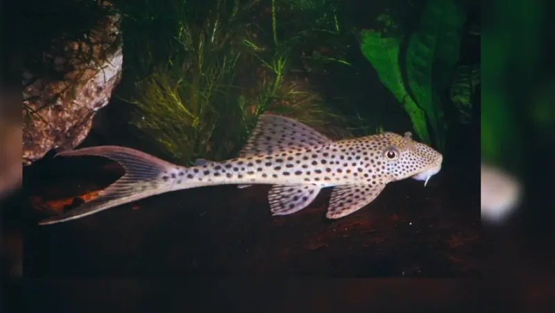 Pleco playero