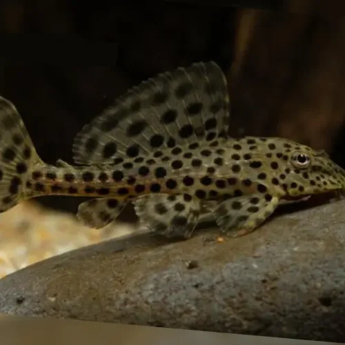 Pleco Ranger