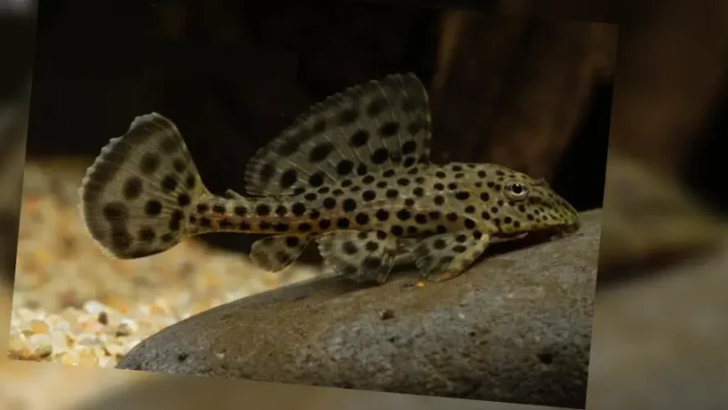 Pleco Ranger