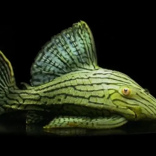 Pleco shampu green, L418