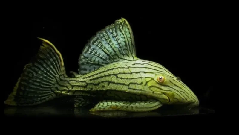 Pleco shampu green, L418