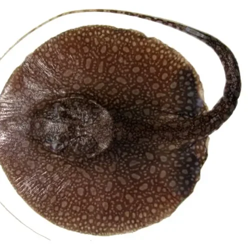 Stingray Antena