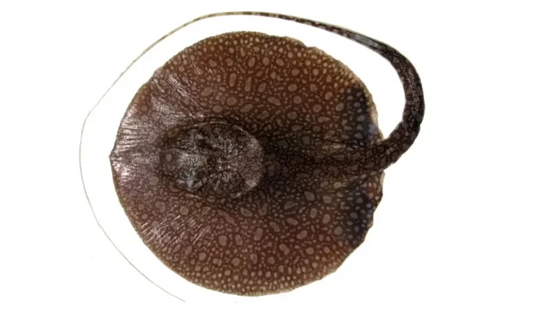 Stingray Antena