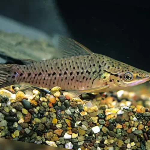 Porthol catfish