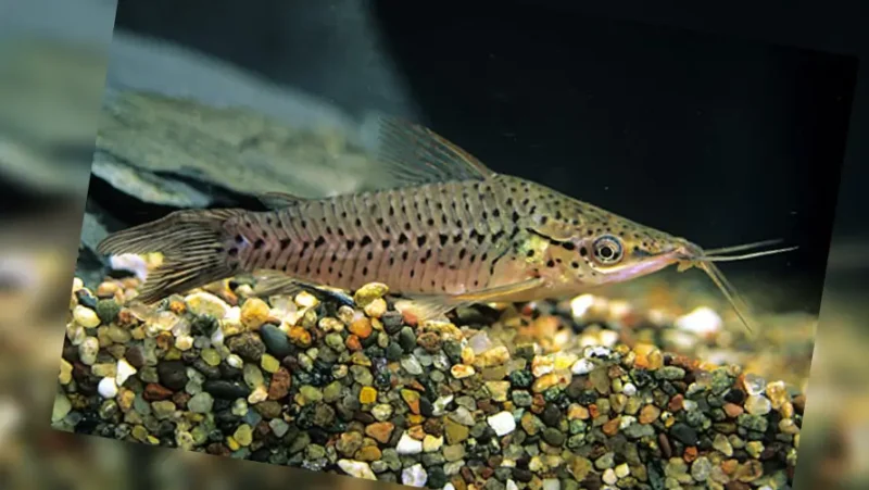 Porthol catfish