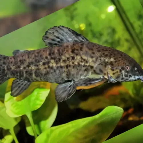 Portol catfish