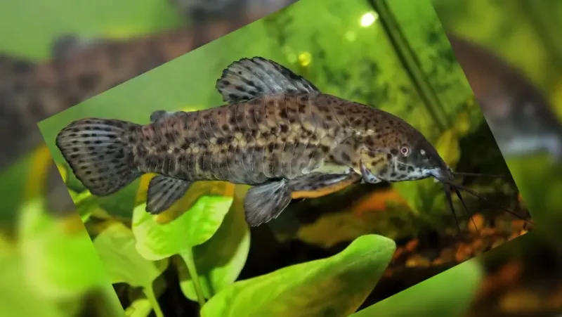 Portol catfish
