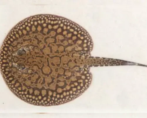 Stingray Motelo