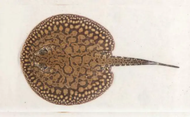 Stingray Motelo