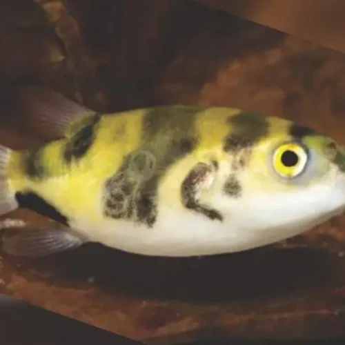 Puffer Fish