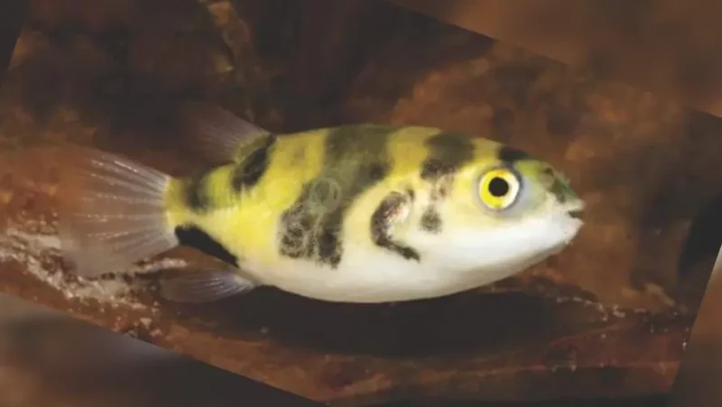 Puffer Fish