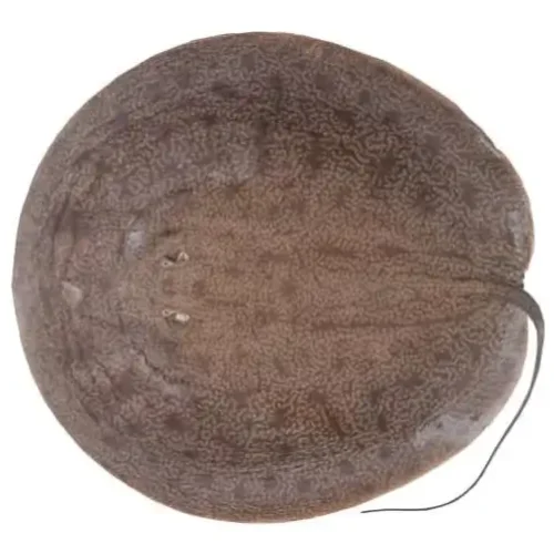 Raya Coli