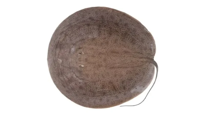 Raya Coli