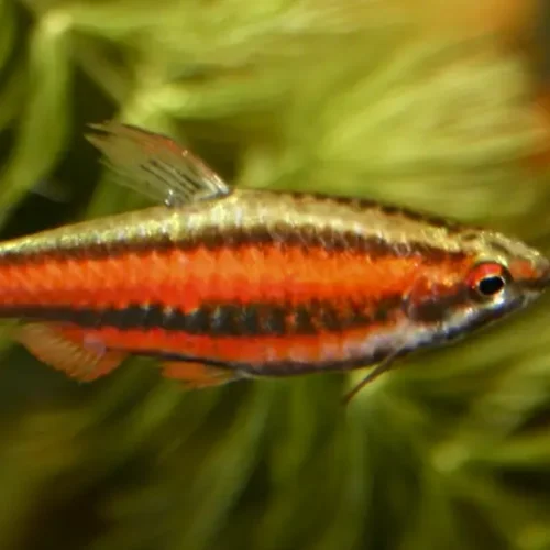 Red Pencilfish
